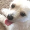 Photo of Pixie