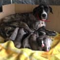 Photo of Pudding   Adoption Pending