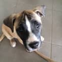 Photo of Pudding   Adoption Pending