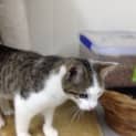 Photo of Nate *Video Attached*