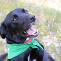 Photo of Bosco Dl022