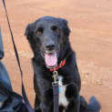 Photo of Bosco Dl022