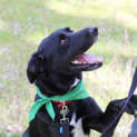 Photo of Bosco Dl022