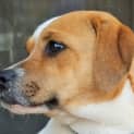 Photo of Angus *On Trial In His New Home*