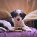 Photo of Lucy