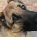Photo of Tali On Hold Pending Adoption