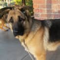 Photo of Tali On Hold Pending Adoption