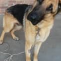 Photo of Tali On Hold Pending Adoption
