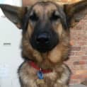 Photo of Freya On Trial In Her New Home