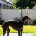 Photo of “Beau”, The Gentle Giant. Cat Friendly. Brisbane