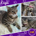 Photo of Raya
