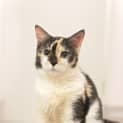 Photo of Mishka
