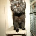 Photo of Kitten Minny