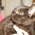 Photo of Kitten Minny