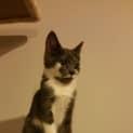 Photo of Kitten Ismay