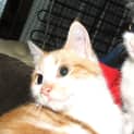 Photo of Kitten Mac