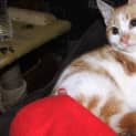 Photo of Kitten Mac