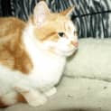 Photo of Kitten Mac