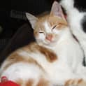 Photo of Kitten Mac