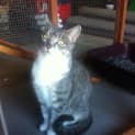 Photo of Belle *Cat Friendly*
