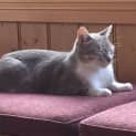 Photo of Belle *Cat Friendly*