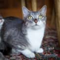Photo of Belle *Cat Friendly*