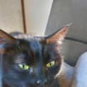 Photo of Cotton