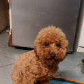 Photo of Bernard