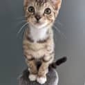 Photo of Finley 