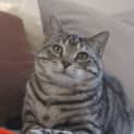 Photo of Magnus *9 Lives Project Rescue*