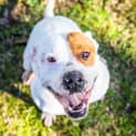 Photo of Tyson ~ #1502379