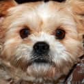 Photo of Tilly (Bn D239)