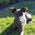 Photo of Shadow Dl1053