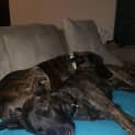 Photo of Shadow Dl1053