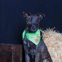 Photo of Shadow Dl1053