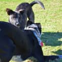 Photo of Shadow Dl1053