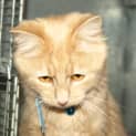 Photo of Cheech