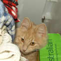 Photo of Cheech