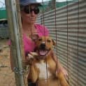 Photo of Denver (At Rspca Big Adopt Day Sept 19 Brisbane)