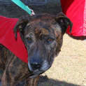 Photo of Major (At Rspca Big Adopt Day Sept 19 Brisbane)