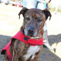 Photo of Major (At Rspca Big Adopt Day Sept 19 Brisbane)