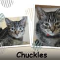 Photo of Chuckles & Muffin