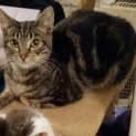 Photo of Chuckles & Muffin