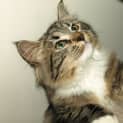 Photo of Kitten Tiddles