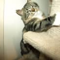 Photo of Kitten Tiddles