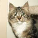 Photo of Kitten Tiddles