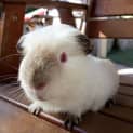 Photo of Snowy