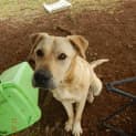 Photo of Bo'jangles (At Rspca Big Adopt Day Sept 19 Brisban
