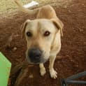 Photo of Bo'jangles (At Rspca Big Adopt Day Sept 19 Brisban