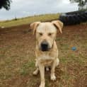 Photo of Bo'jangles (At Rspca Big Adopt Day Sept 19 Brisban